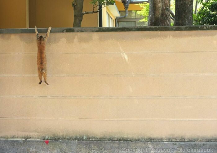 Comedic Stray Cats On The Streets By Masayuki Oki