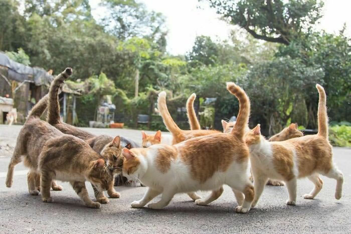 Comedic Stray Cats On The Streets By Masayuki Oki