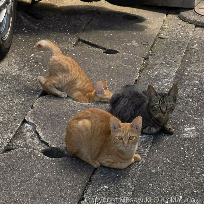 Comedic Stray Cats On The Streets By Masayuki Oki