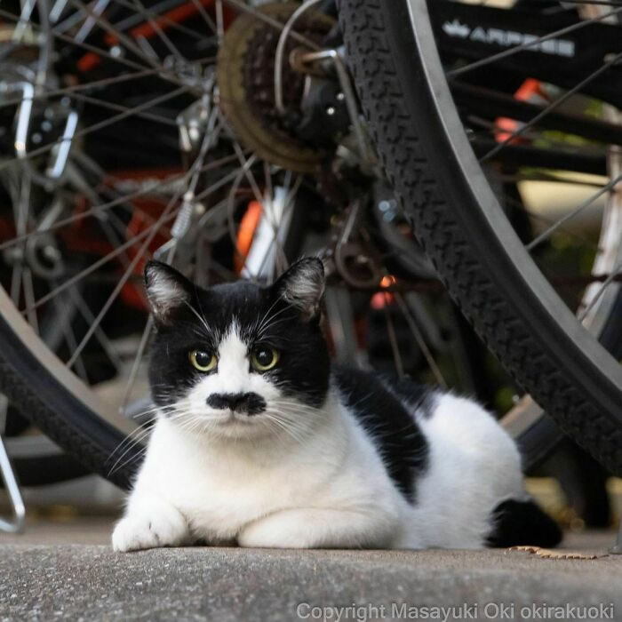 Comedic Stray Cats On The Streets By Masayuki Oki