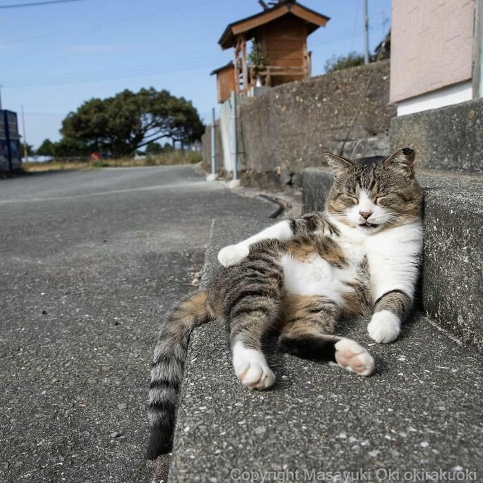 Comedic Stray Cats On The Streets By Masayuki Oki