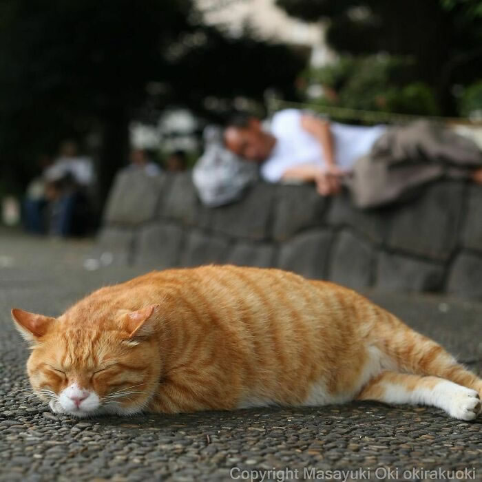 Comedic Stray Cats On The Streets By Masayuki Oki