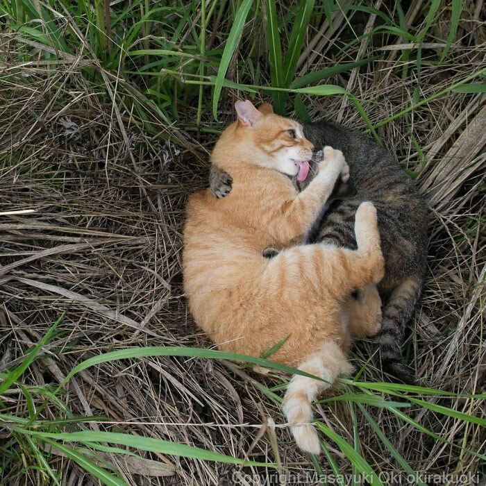 Comedic Stray Cats On The Streets By Masayuki Oki