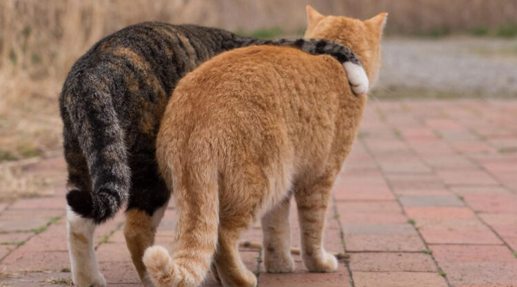 Comedic Stray Cats On The Streets By Masayuki Oki