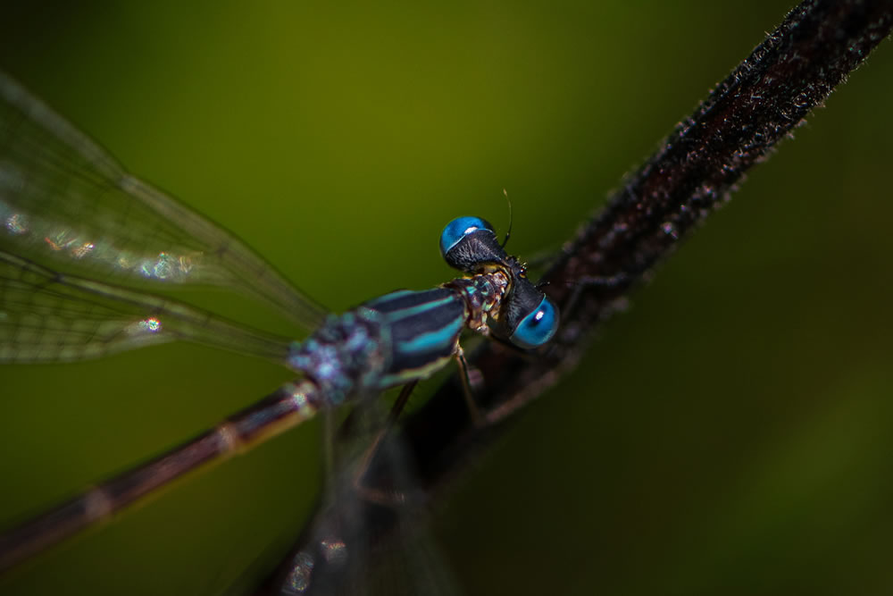 Nature Photography by Fabiano Dossantos