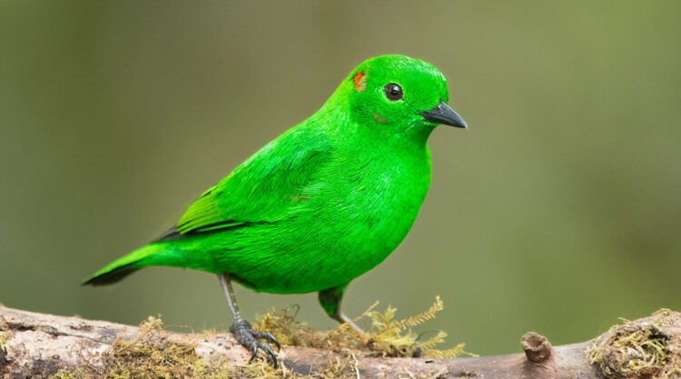 Glistening Green Tanager