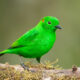 Glistening Green Tanager