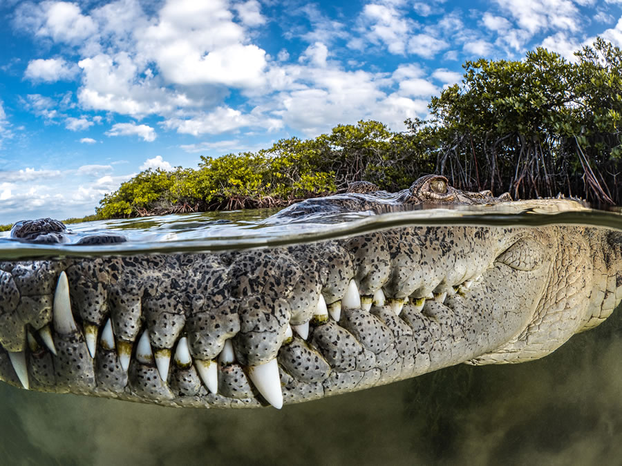 Mangrove Photography Awards 2022