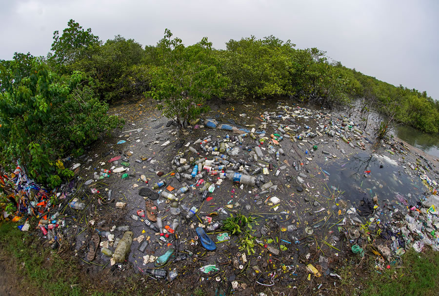 Mangrove Photography Awards 2022