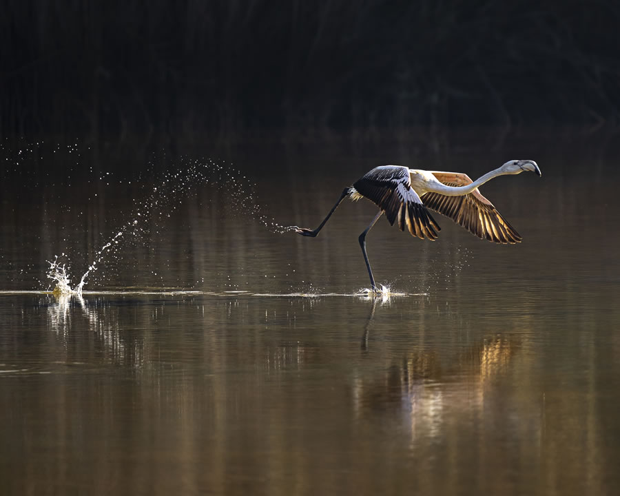 Mangrove Photography Awards 2022