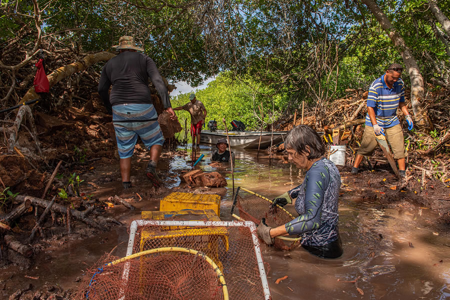 Mangrove Photography Awards 2022