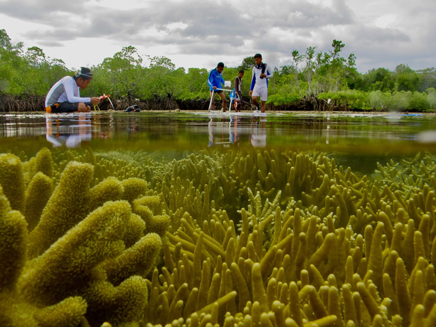 Mangrove Photography Awards 2022