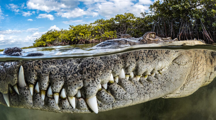 Mangrove Photography Awards 2022