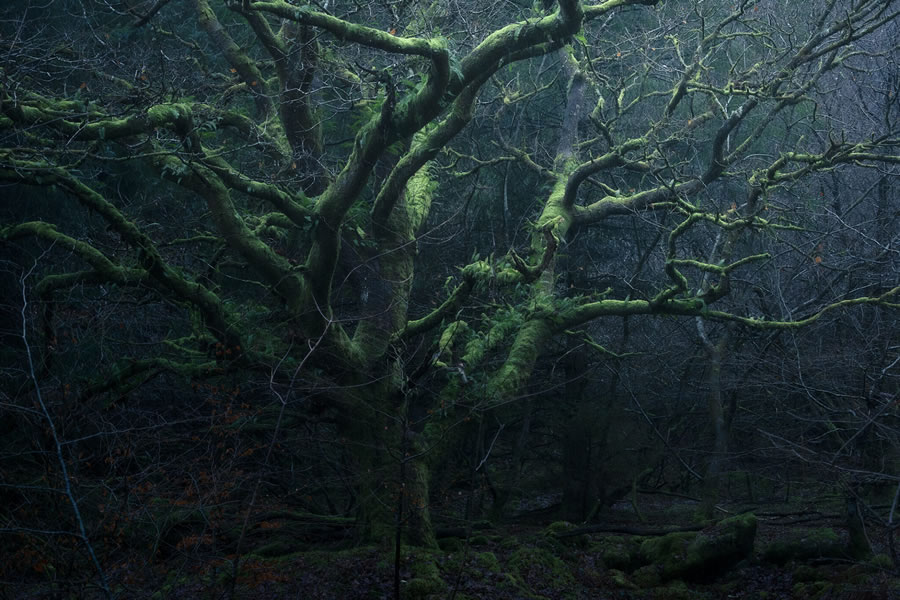 Mystical Forests By Neil Burnell