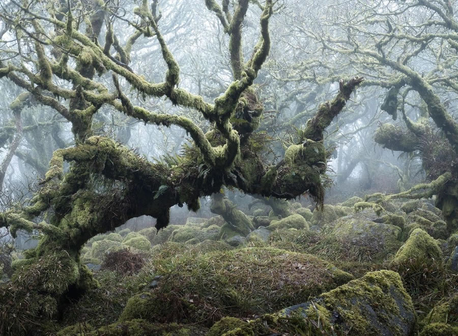 Mystical Forests By Neil Burnell