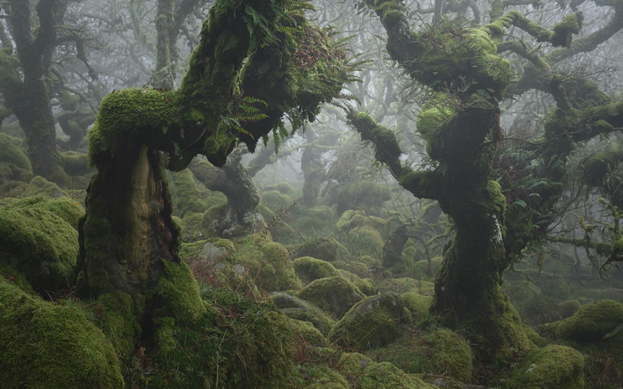 Mystical Forests By Neil Burnell