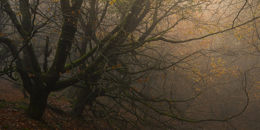 Mystical Forests By Neil Burnell