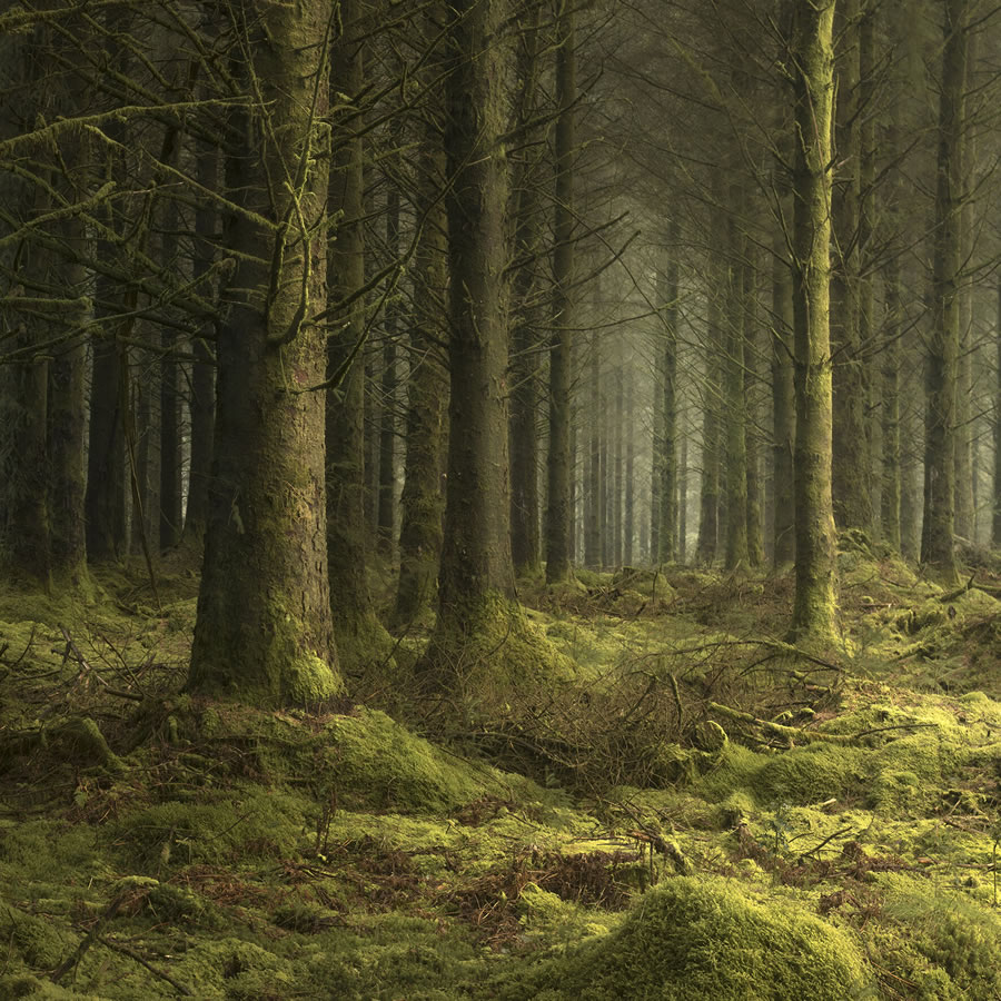 Mystical Forests By Neil Burnell