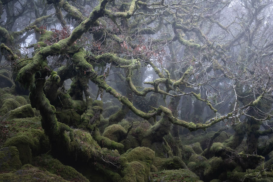 Mystical Forests By Neil Burnell