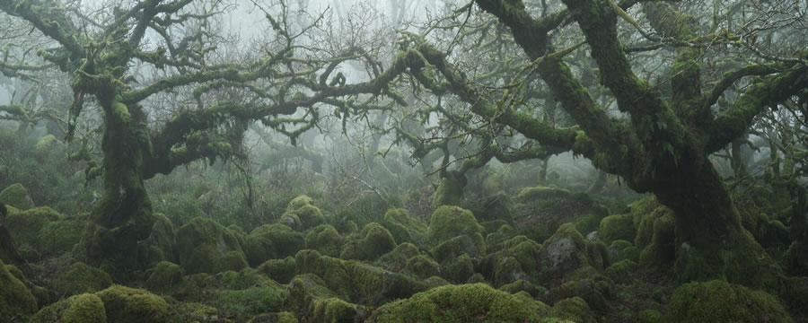 Mystical Forests By Neil Burnell