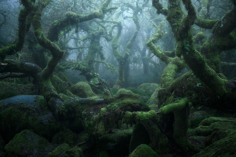 Mystical Forests By Neil Burnell