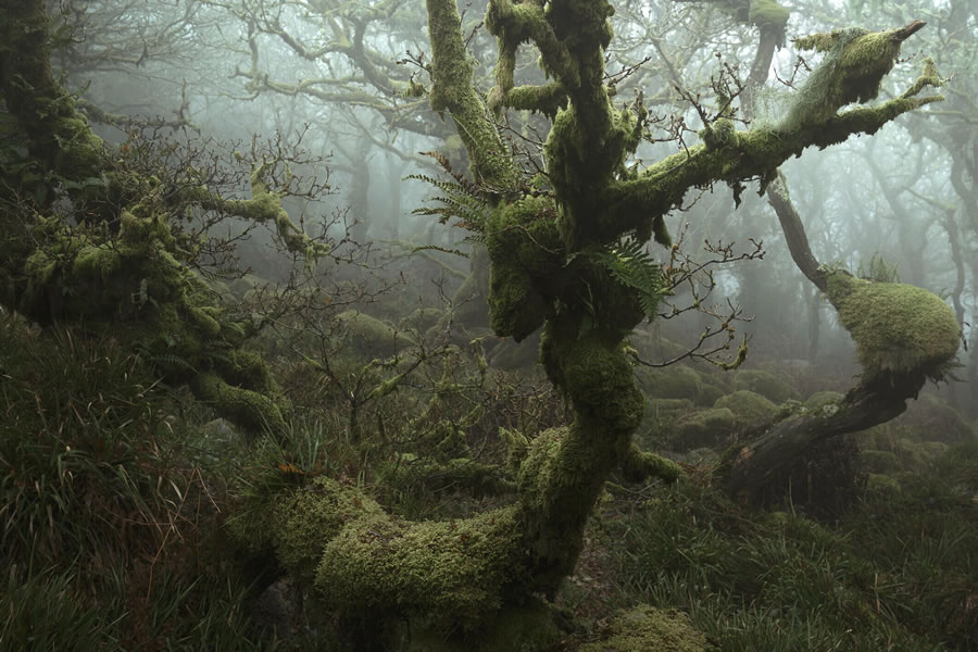 Mystical Forests By Neil Burnell