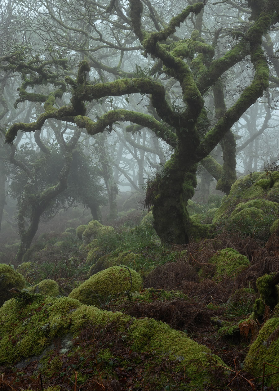 Mystical Forests By Neil Burnell