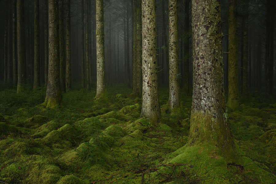 Mystical Forests By Neil Burnell