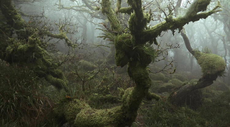 Mystical Forests By Neil Burnell