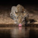 Waterhold build for Animals By Will Burrard-Lucas