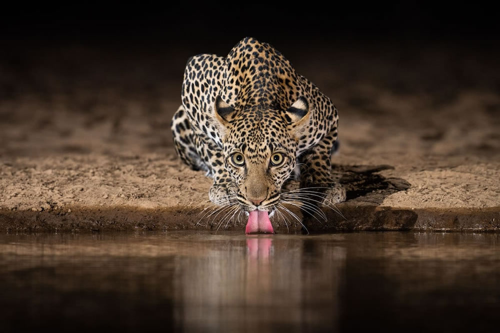 Waterhold build for Animals By Will Burrard-Lucas