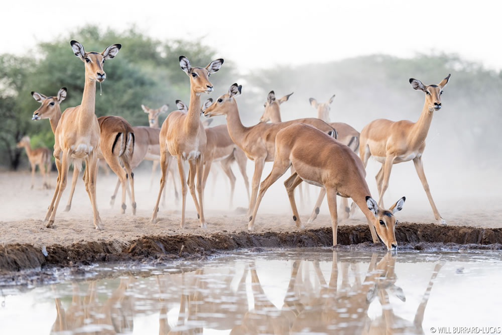 Waterhold build for Animals By Will Burrard-Lucas