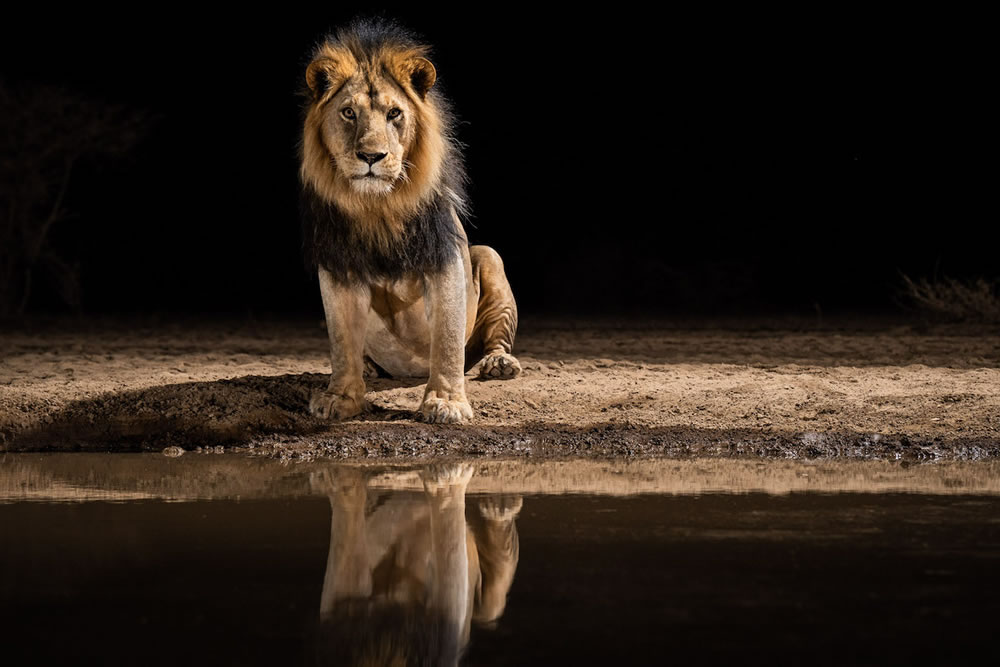 Waterhold build for Animals By Will Burrard-Lucas