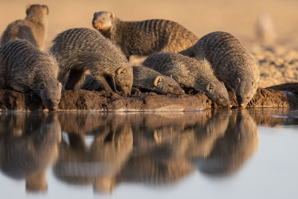 Waterhold build for Animals By Will Burrard-Lucas