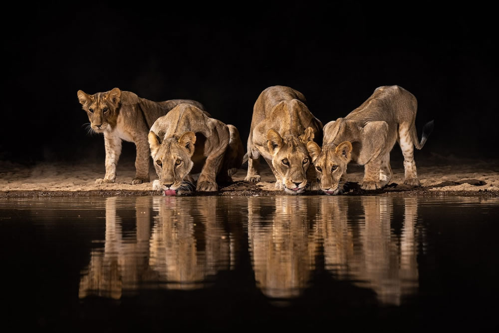 Waterhold build for Animals By Will Burrard-Lucas