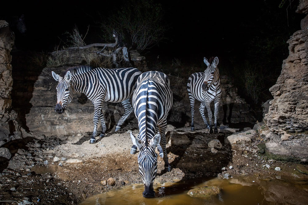 Waterhold build for Animals By Will Burrard-Lucas