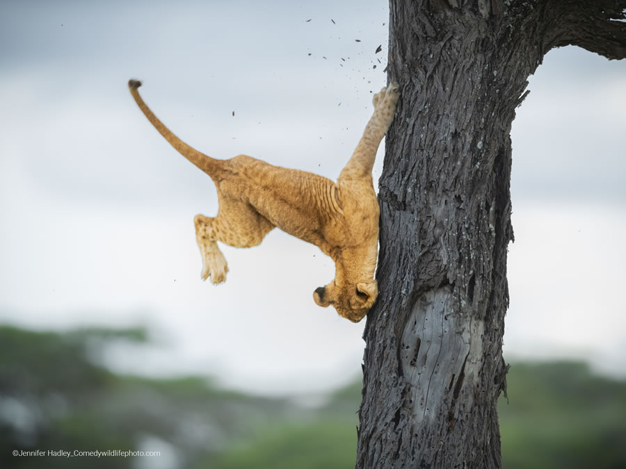 Comedy Wildlife Photography Awards 2022