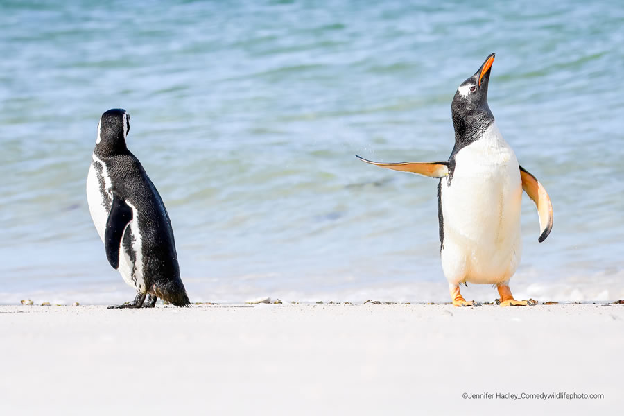 Comedy Wildlife Photography Awards 2022