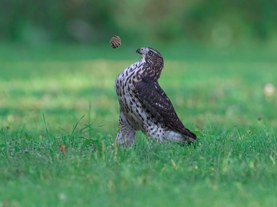 Comedy Wildlife Photography Awards 2022