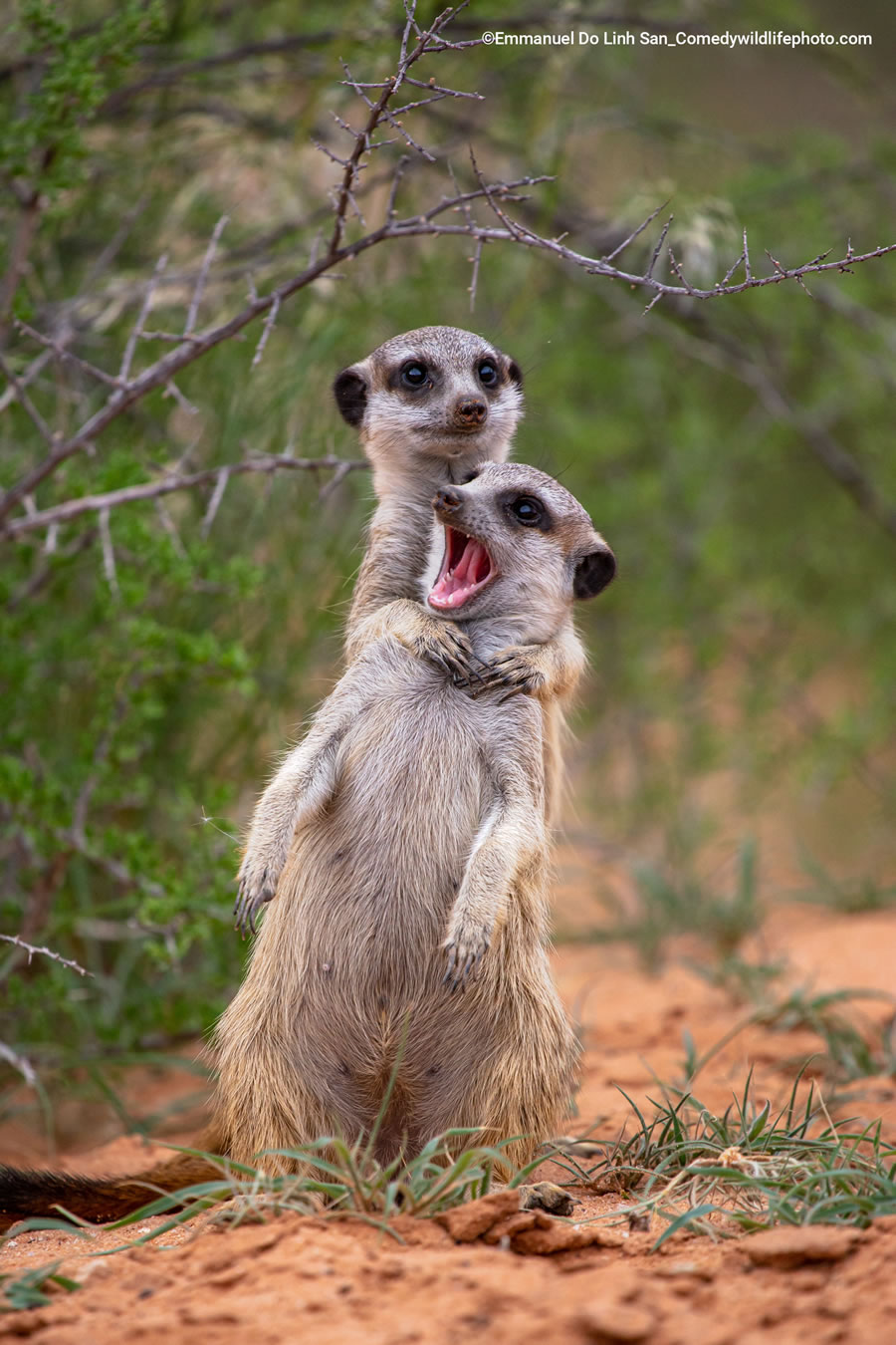 Comedy Wildlife Photography Awards 2022