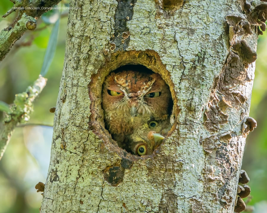 Comedy Wildlife Photography Awards 2022