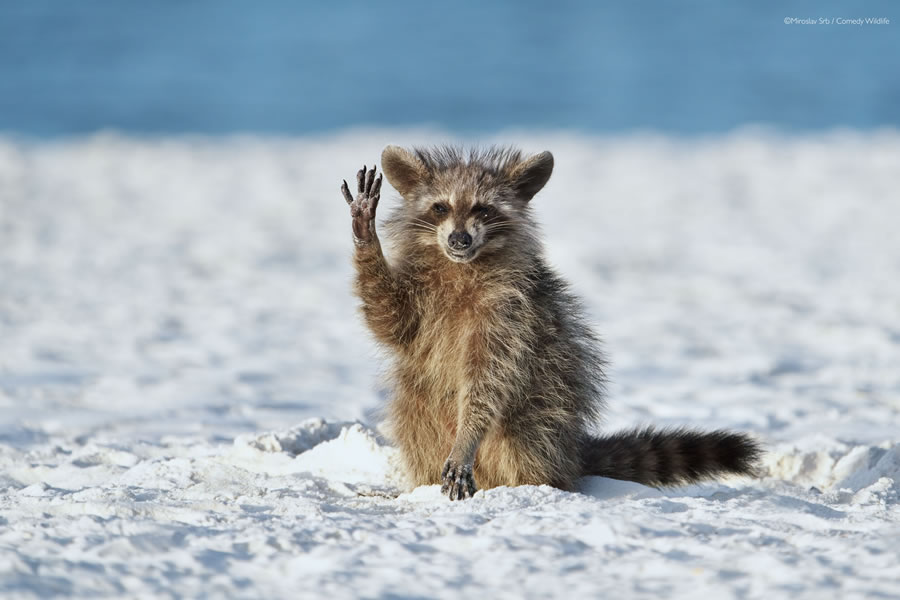 Comedy Wildlife Photography Awards 2022