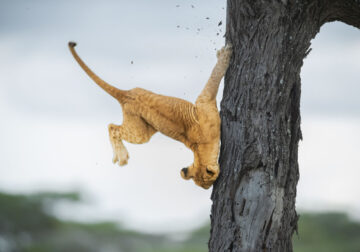 Comedy Wildlife Photography Awards 2022