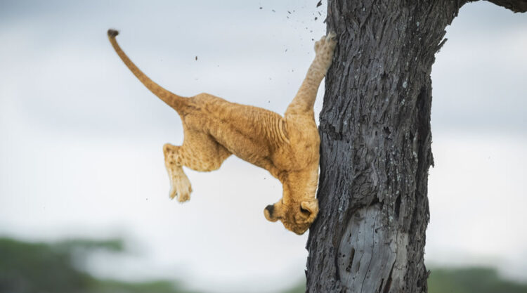 Comedy Wildlife Photography Awards 2022