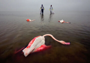 Environmental Photographer Of The Year 2022 Winners