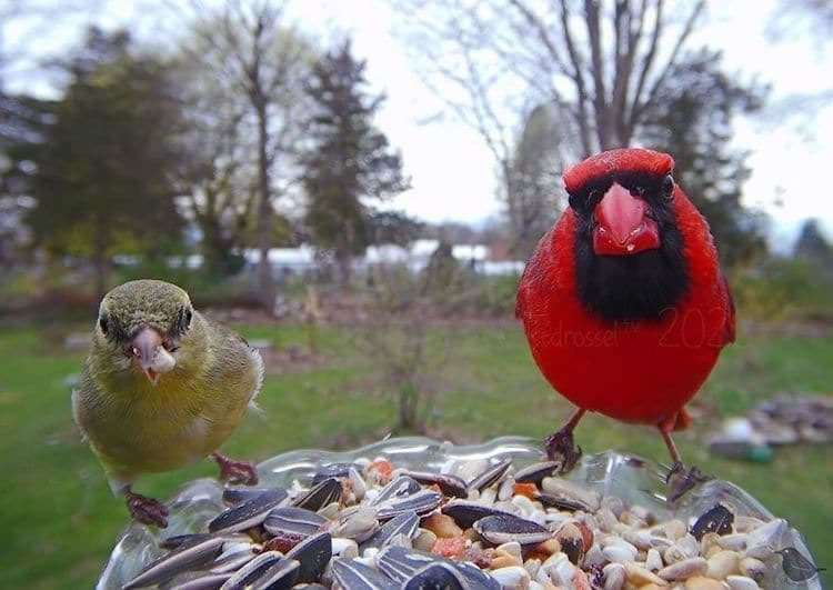 Feeder Cam For Birds In Her BackYard By Ostdrossel