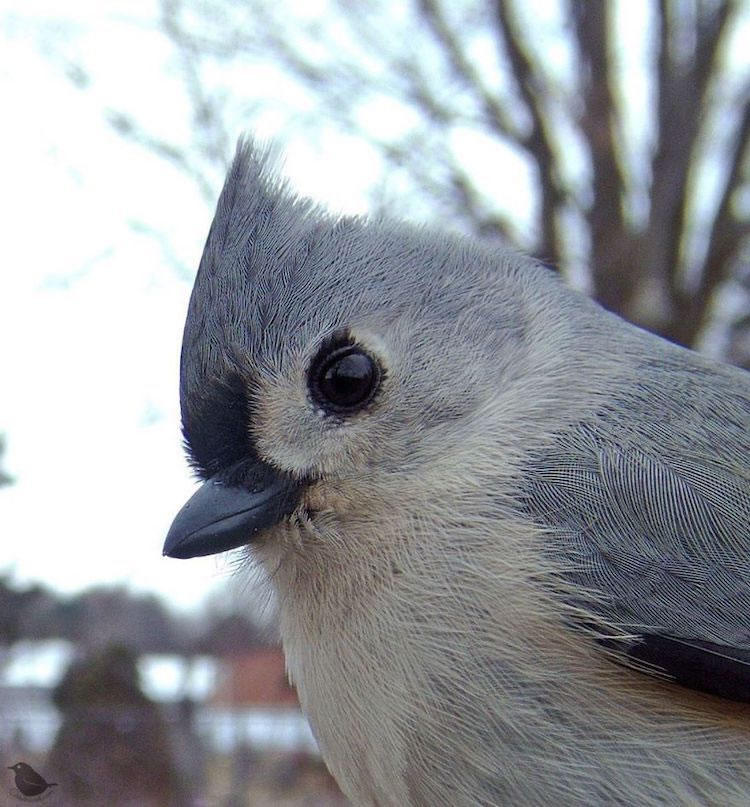 Feeder Cam For Birds In Her BackYard By Ostdrossel