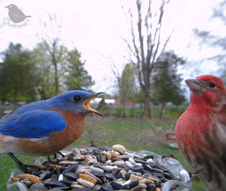 Feeder Cam For Birds In Her BackYard By Ostdrossel