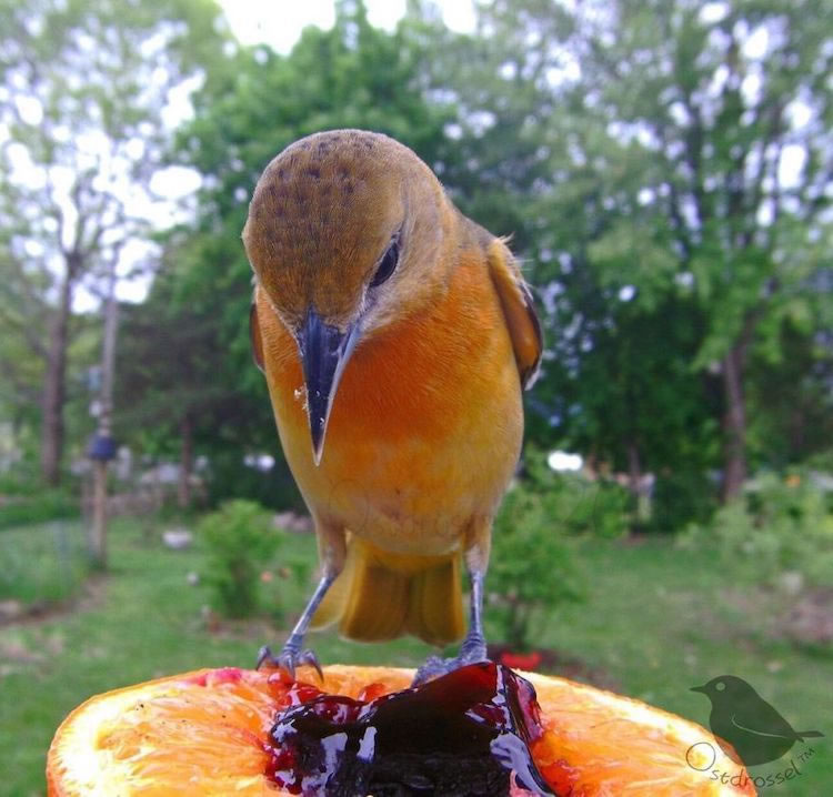 Feeder Cam For Birds In Her BackYard By Ostdrossel