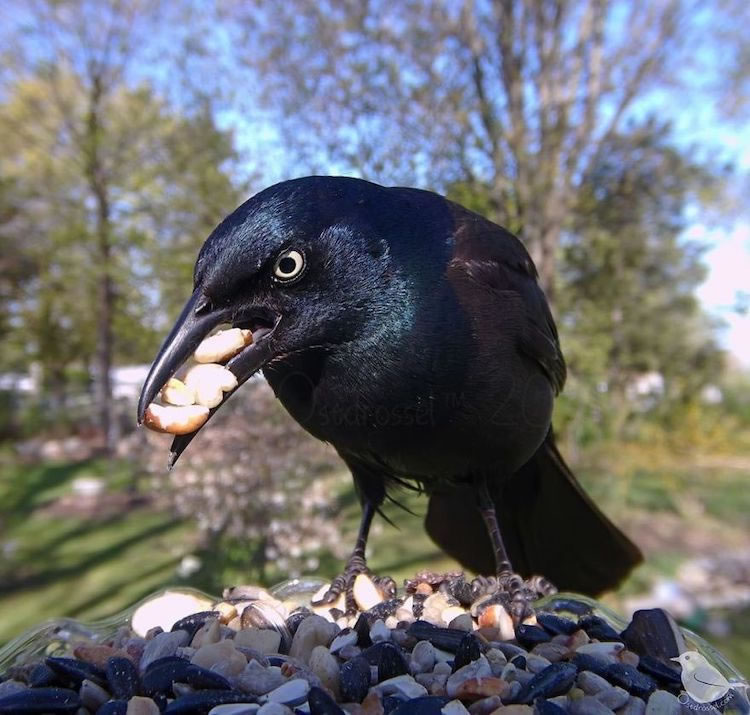 Feeder Cam For Birds In Her BackYard By Ostdrossel